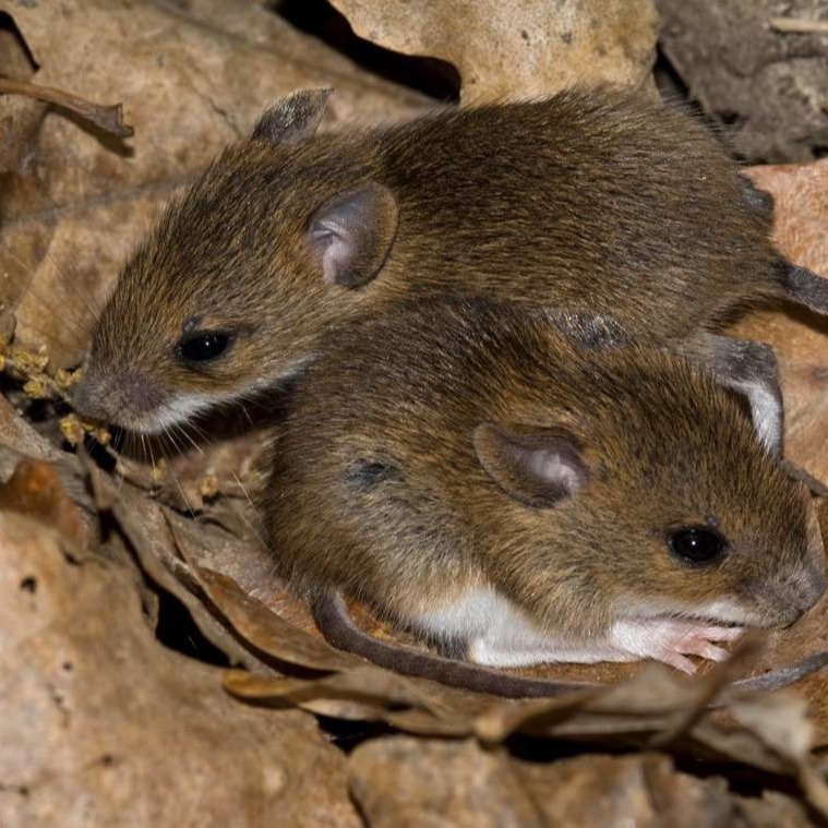 Уничтожения мышей в частном доме в Николаеве?