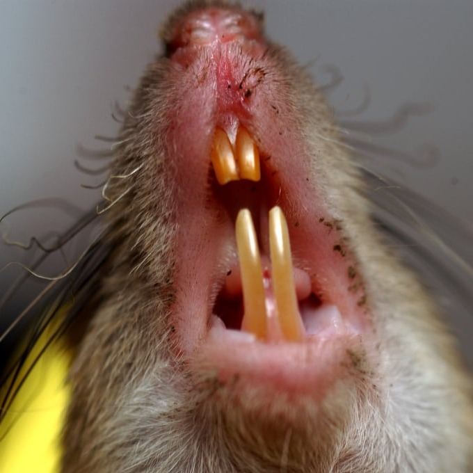 Дератизация крыс в Николаеве?